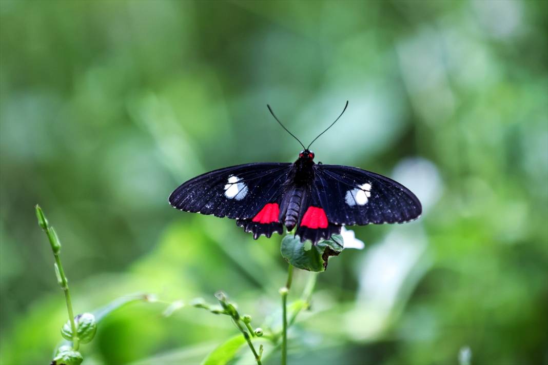 Konya’nın ünlü bahçesinde 10 bin kelebek vuslat için ilk kez kanat çırpacak 10